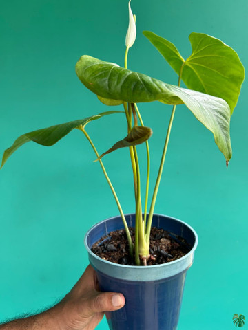 Peppyflora Anthurium Plant Price in India - Buy Peppyflora Anthurium Plant  online at Flipkart.com