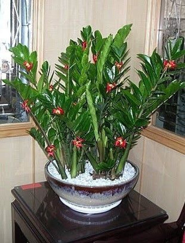 INDRA GARDENS ZZ Plant Price in India - Buy INDRA GARDENS ZZ Plant online  at Flipkart.com
