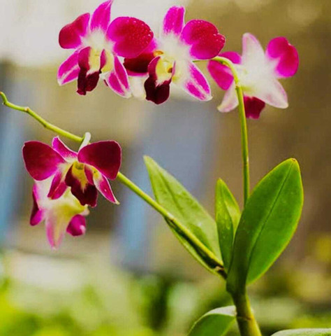 Cozy shop Orchids Dendrobium Flowering Plant, Orchid Plant Price in India -  Buy Cozy shop Orchids Dendrobium Flowering Plant, Orchid Plant online at  Flipkart.com