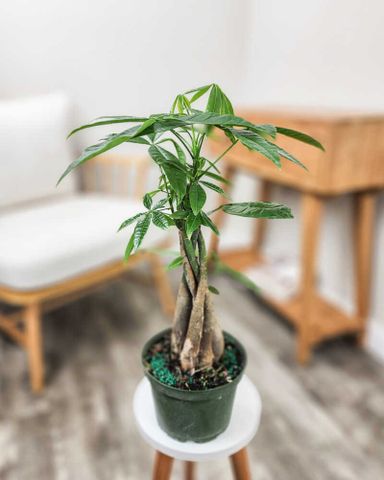 2 tier plant stand indoor Sunnydaze 2-Tier Meranti Wood Outdoor Plant Stand with Teak Oil Finish main image 1