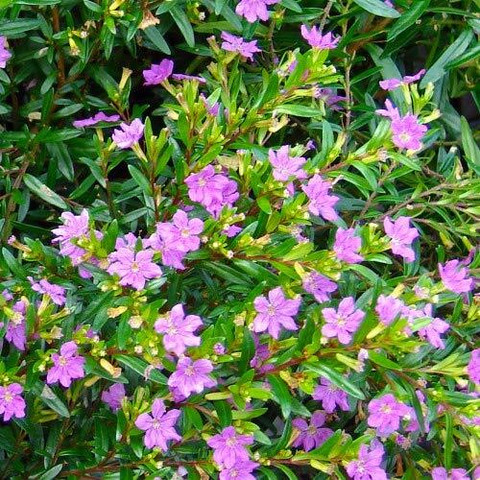 Cuphea Flower Plant Cuphea Plant Price in India - Buy Cuphea Flower Plant  Cuphea Plant online at Flipkart.com