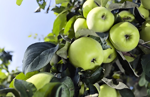 GLOBQRO Apple Plant Price in India - Buy GLOBQRO Apple Plant