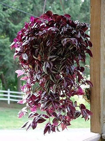AnitaGarden Wandering Jew Plant Price in India - Buy AnitaGarden Wandering  Jew Plant online at Flipkart.com
