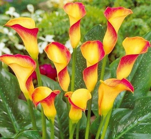INDRA GARDENS Peace Lily Plant Price in India - Buy INDRA GARDENS Peace Lily  Plant online at Flipkart.com