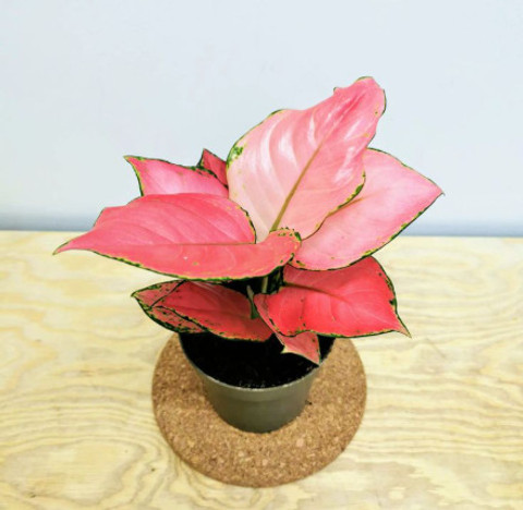 pink princess philodendron kaufen Philodendron 'Pink Princess'