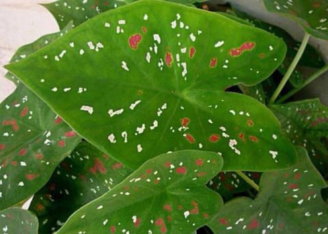 MAITRA AND SONS Caladium Plant sapling Price in India - Buy MAITRA AND ...
