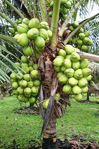 plant palace Coconut Plant Price in India - Buy plant palace