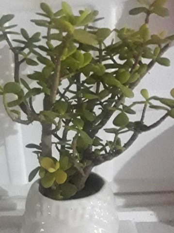 MaaTraderes Zed plant Jade Plant Price in India - Buy MaaTraderes