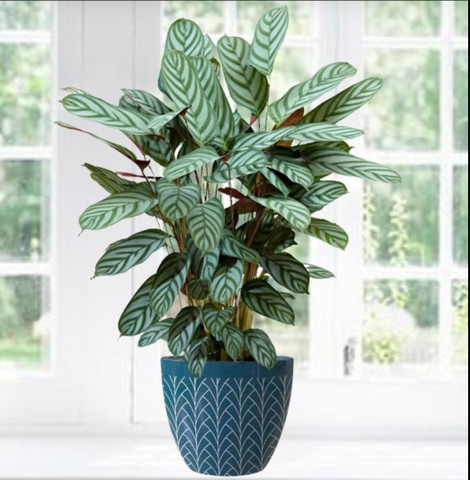 LivePlant Calathea Plant Price in India - Buy LivePlant Calathea Plant  online at Flipkart.com
