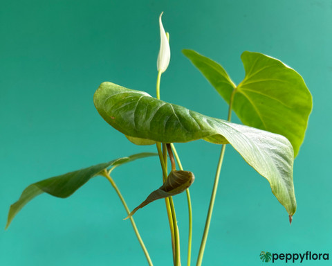 Peppyflora Anthurium Plant Price in India - Buy Peppyflora Anthurium Plant  online at Flipkart.com