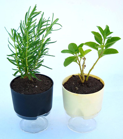 India Gardening Rosemary Plant Price in India - Buy India