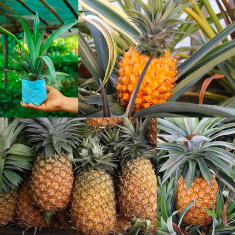 Cloud Farm Pine Apple Plant Price in India - Buy Cloud Farm Pine Apple Plant  online at Flipkart.com