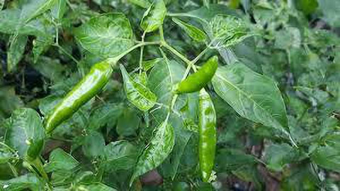 PODHA chilli ,mirchi Seed Price in India - Buy PODHA chilli ,mirchi ...