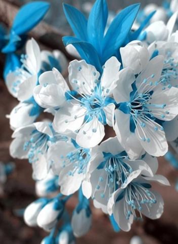 Nema Japanese Sakura Seed Price in India - Buy Nema Japanese