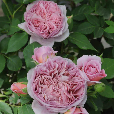 VibeX Japanese Rose Pink Climbing Seed Price in India - Buy