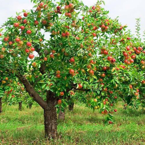 ACCELCROP Peach Dry Seed Price in India - Buy ACCELCROP Peach Dry