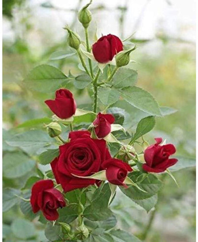 Rose様6枚 Send 6 Pink Roses Online - PR17090VL17 | Giftalove