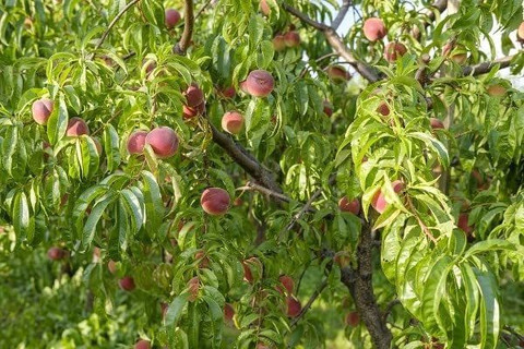 ACCELCROP Peach Dry Seed Price in India - Buy ACCELCROP Peach Dry