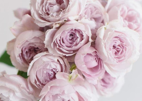 Rose様6枚 Send 6 Pink Roses Online - PR17090VL17 | Giftalove