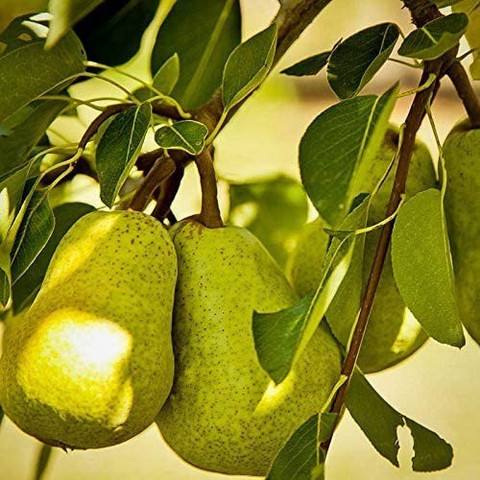 MAA Pear Seed Price in India - Buy MAA Pear Seed online at