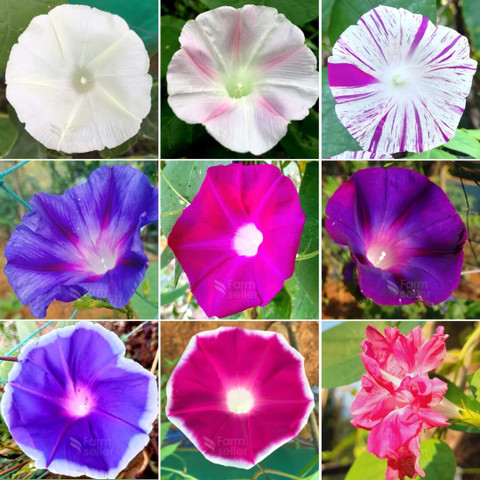 ACCELCROP Japanese Morning Glory *MIXED* Ipomoea Nil Seed Price in