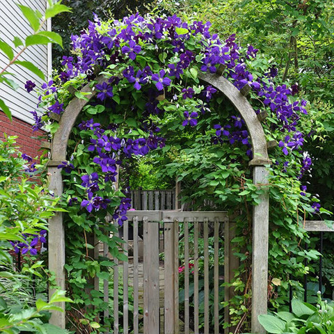 ACCELCROP Japanese Morning Glory *MIXED* Ipomoea Nil Seed Price in