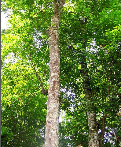 Pioneer Natural Agilawood, Gaharu, Lignum Aquila, Lignum Aloes Tree Seed  Price in India - Buy Pioneer Natural Agilawood, Gaharu, Lignum Aquila, Lignum  Aloes Tree Seed online at Flipkart.com
