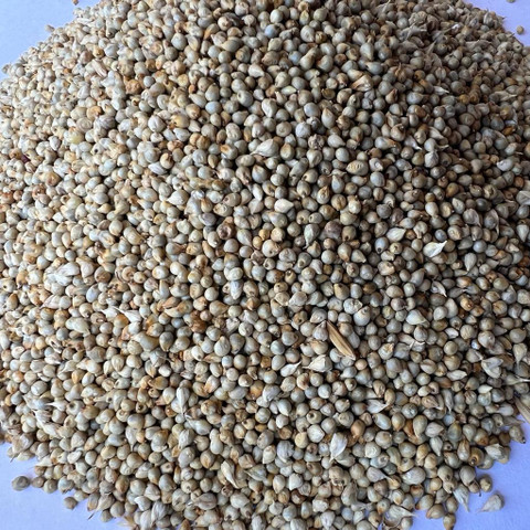 bajra seeds images