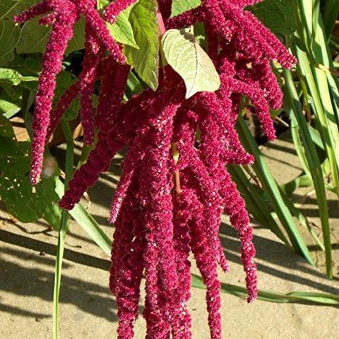 KANAYA Amaranthus Mixed Color Flower Seeds For All Season Seed