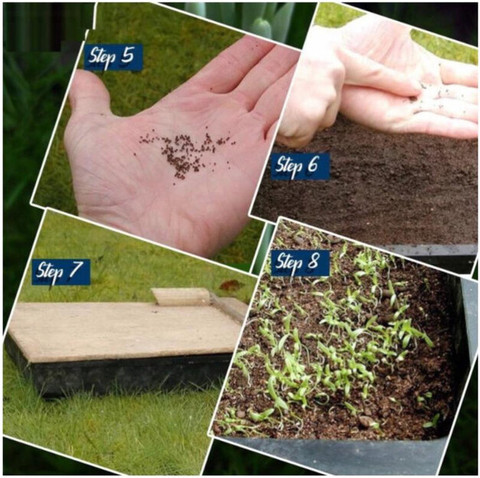 greenfarm Chilli Seeds / Long Mirchi Seeds , Pure Organic ,180 X