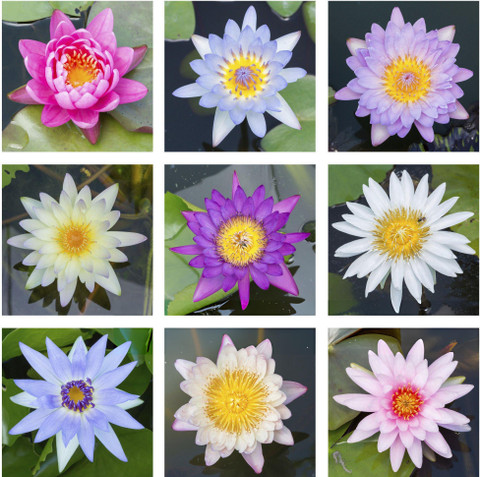 seed dahlias 30 Dahlia Showtime-Showpiece Flower Seeds