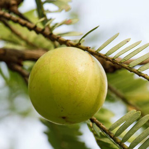 naturehils Amla Seeds, Aamloki ,Gooseberry Seed, Amla Seeds For Gardening  Seed Price in India - Buy naturehils Amla Seeds, Aamloki ,Gooseberry Seed, Amla  Seeds For Gardening Seed online at Flipkart.com