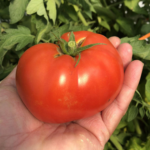 SREE Tomato seeds 100% Original tometo Seed Price in India - Buy