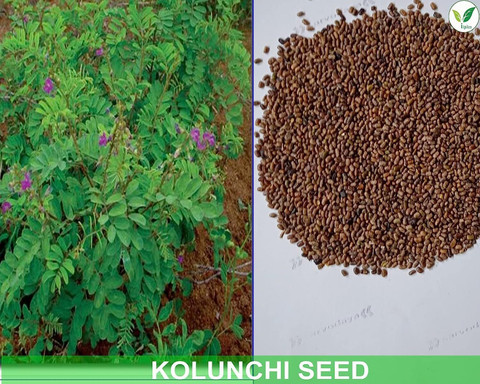 potting soil for outdoor plants Outdoor Soil