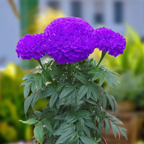 BISWAS Purple Blue Marigold Seeds, Purple Genda Phool Seed Price in India -  Buy BISWAS Purple Blue Marigold Seeds, Purple Genda Phool Seed online at  Flipkart.com