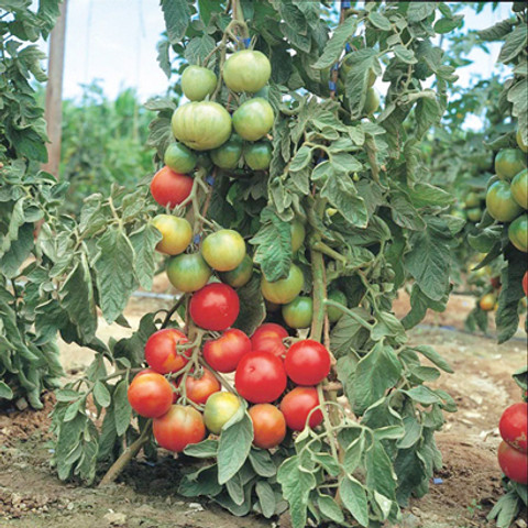 SREE Tomato Seed, 100% Pure Original, Tomato Hybird Seed Price in