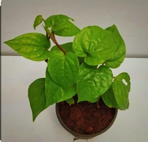 fertilizer for plumeria plants Explore Our Plumeria Frangipani Yellow Orchid Flowering Tree