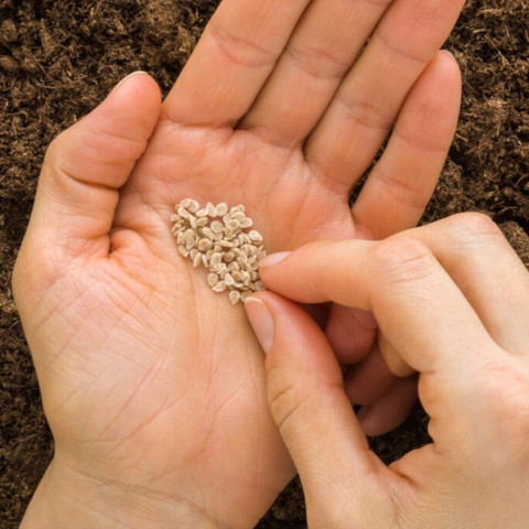 DHENU PRASAD 1319 F1 Hybrid Oval Long Tomato Seed Price in India