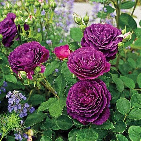 ACMS Rare Beautiful Purple Climbing Rose Rosa Multiflora Healthy