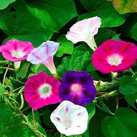 ACCELCROP Japanese Morning Glory *MIXED* Ipomoea Nil Seed Price in
