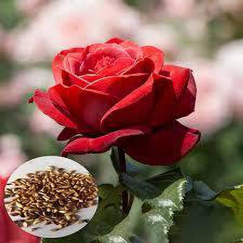 greenfarm Rose Flower Seed ,Rosa Gulab seeds pure organic (95 pcs) r73 Seed  Price in India - Buy greenfarm Rose Flower Seed ,Rosa Gulab seeds pure  organic (95 pcs) r73 Seed online