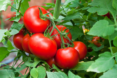 Aamaya Store tomato Seed Price in India - Buy Aamaya Store tomato