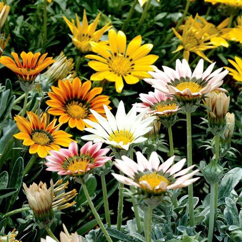 ガーヤットリーキラナ金財　(G-a3 KANAYA Gazania Seed Price in India - Buy KANAYA Gazania Seed