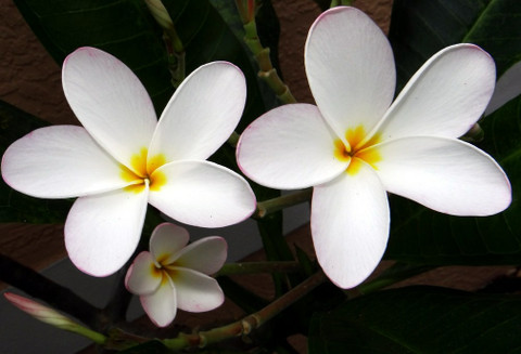 SREE Plumeria, Frangipani, Pua, Ear Flower with Stem, Artificial