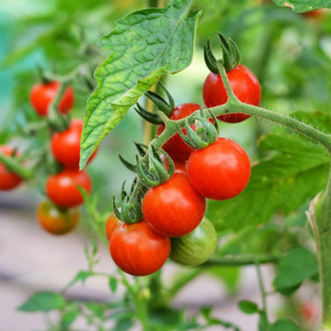 SREE Tomato seeds 100% Original tometo Seed Price in India - Buy
