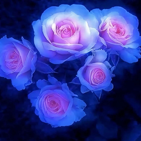 ACMS Blue Pink Rose Flower Seeds Plant Fresh Garden Seeds Home
