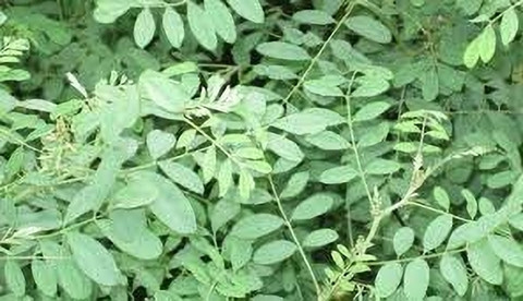 king size plants Syngonium 'Three Kings' For Sale – Logee's Plants main image 1