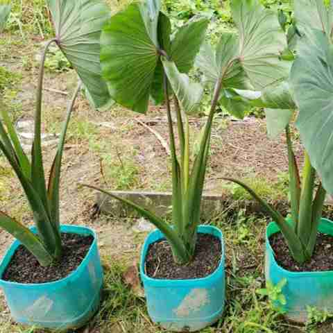 PMA taro seed, kacu Seed Price in India - Buy PMA taro seed, kacu