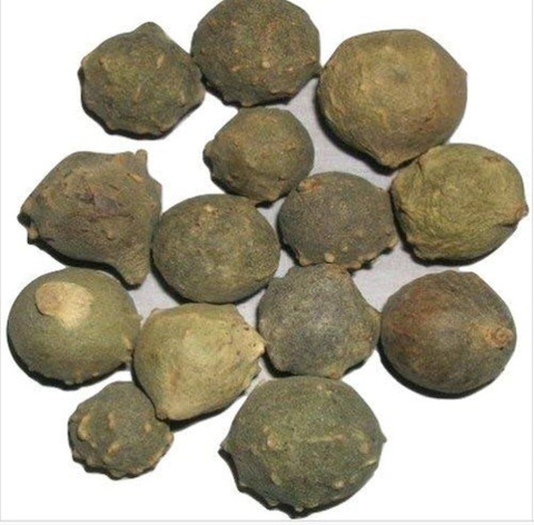 Kesariwala Majuphal - May Phal - Mazu Fruit- Oak Tree Fruit