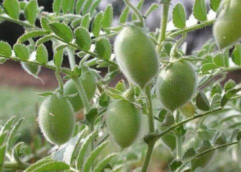 Ultivera Chana plants seeds Seed Price in India - Buy Ultivera Chana plants  seeds Seed online at Flipkart.com